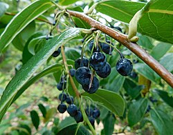 Vaccinium gaultheriifolium.jpg