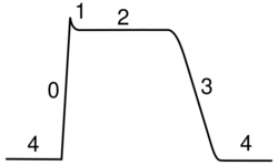 Ventricular myocyte action potential.svg