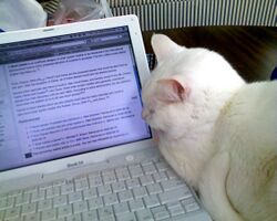 White cat watching Wikipedia.jpg