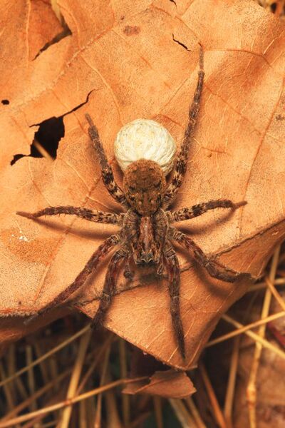File:Wolf Spider - Gladicosa gulosa, Green Ridge State Forest, Flintstone, Maryland.jpg