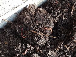 Worms in soil factory.jpg