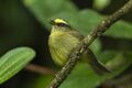 Yellow-bellied Chat-Tyrant - Colombia S4E2594 (16687224919).jpg