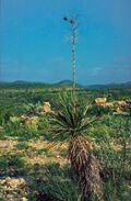 Yucca constricta fh 1180.67 TX B.jpg