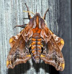 - 7825 – Paonias myops – Small-eyed Sphinx Moth (17520383552).jpg