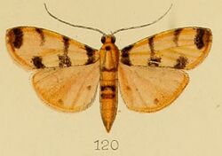 120-Dichocrocis pardalis Kenrick, 1907.JPG
