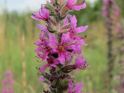 20150722Lythrum salicaria5.jpg