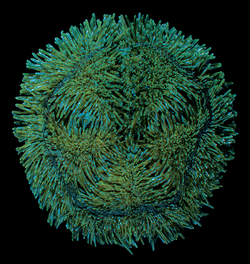 Abatus cavernosus - Heart urchins from the depths - Figure 6 (cropped).png