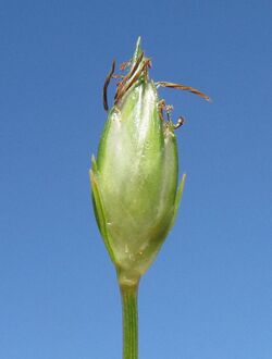 Abildgaardia ovata flowerhead2 DC - Flickr - Macleay Grass Man.jpg