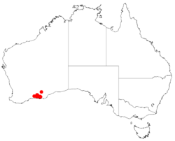 "Acacia bartlei" occurrence data from Australasian Virtual Herbarium