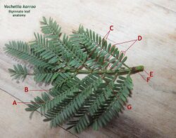 Acacia karroo bipinnate leaf IMG 2153a.jpg