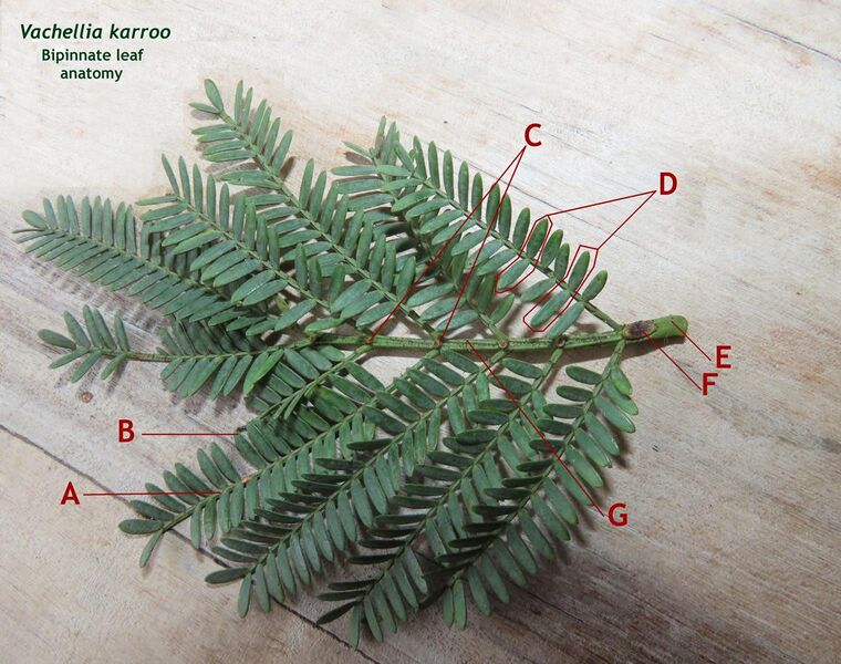 File:Acacia karroo bipinnate leaf IMG 2153a.jpg