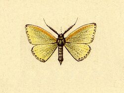 Acratodes phakellurata.JPG