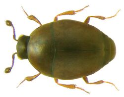 Acritus nigricornis (Hoffmann, 1803) (3150947118) (2).jpg