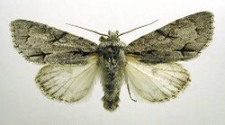 Acronicta psi.jpg