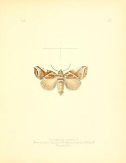 Aid to the identification of insects (Plate 117) (7796338116).jpg