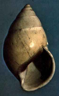 Amphidromus similis shell.png