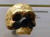 Amud 1. Homo neanderthalensis.jpg