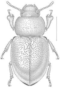 Anepsius montanus (10.3897-zookeys.728.20602) Figure 8.jpg