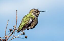 Anna's hummingbird (41124).jpg