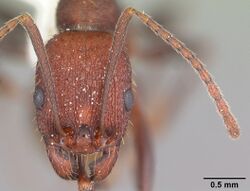 Aphaenogaster lamellidens casent0103589 head 1.jpg