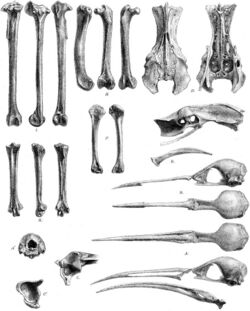 An illustration of bird bones, mostly laid out in vertical rows