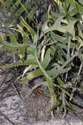 Banksia chamaephyton - Fishbone Banksia-5.JPG