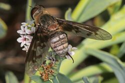 Bee Fly - Exoprosopa divisa, Pahranagat National Wildlife Refuge, Alamo, Nevada.jpg