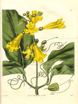 Bignonia grandifolia - Curtis.jpg