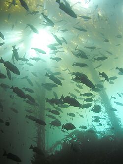 Blue Rockfish in kelp forest.jpg