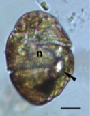 Light micrograph of a cell, translucent brown, with lighter-stained nucleus in center and ocelloid visible at lower right as a light region (hyalosome) next to a dark region (retinal body).