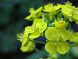 Bokchoy flower.jpg