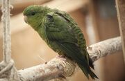 A green parrot with dark-green wing-tips