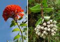 Bomarea patinii, flowerhead and seeds (9725805119).jpg