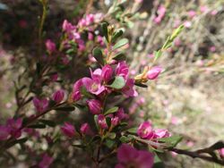 Boronia crenulata leaves and flowers.jpg