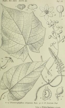 Botanische Jahrbücher für Systematik, Pflanzengeschichte und Pflanzengeographie (1899) (20393738842).jpg