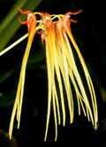 Bulbophyllum hirundinis Orchi 055.jpg