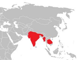 Burhinus indicus range.jpg