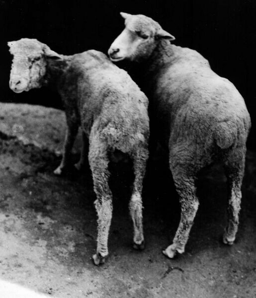 File:CSIRO ScienceImage 10487 Cobalt deficient sheep.jpg