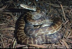 CSIRO ScienceImage 3883 Stimsons Python.jpg