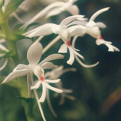 Calanthe-triplicata.jpg