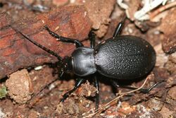 Carabus coriaceus1.jpg