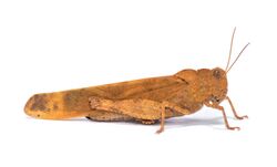 Carolina Grasshopper (Dissosteira carolina) (42505319740).jpg