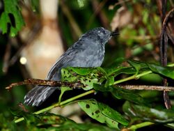 Cercomacra nigrescens - Blackish Antbird (male).JPG