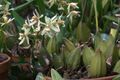 Coelogyne cinnamomea 002 GotBot 2016.jpg