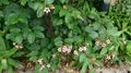 Corkscrew Flower (Strophanthus preussii) 2.jpg