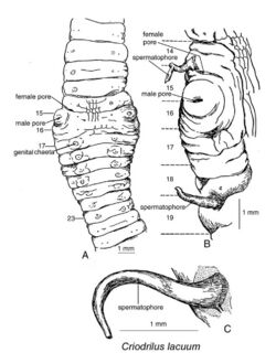 Criodrilus lacuum.jpg