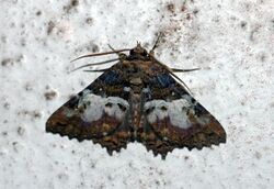 Daddala lucilla (Noctuidae Catocalinae).jpg