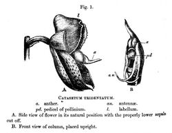 Front (A) and side (B) of a flower. The top labelled "l. labellum" is a hood; the middle labelled "a. anther" protrudes from the centre, bearing "an. antennæ" and "pd. pedicel of pollinium". The rest of the caption reads "Catasetum tridentatum. A. Side view of flower in its natural position with the properly lower sepals cut off. B. Front view of column, placed upright."