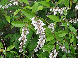 Deutzia pulchra (14302170842).jpg