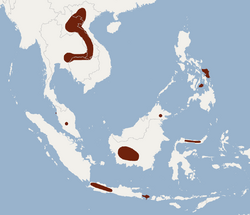 Distribution of Phoniscus jagorii.PNG